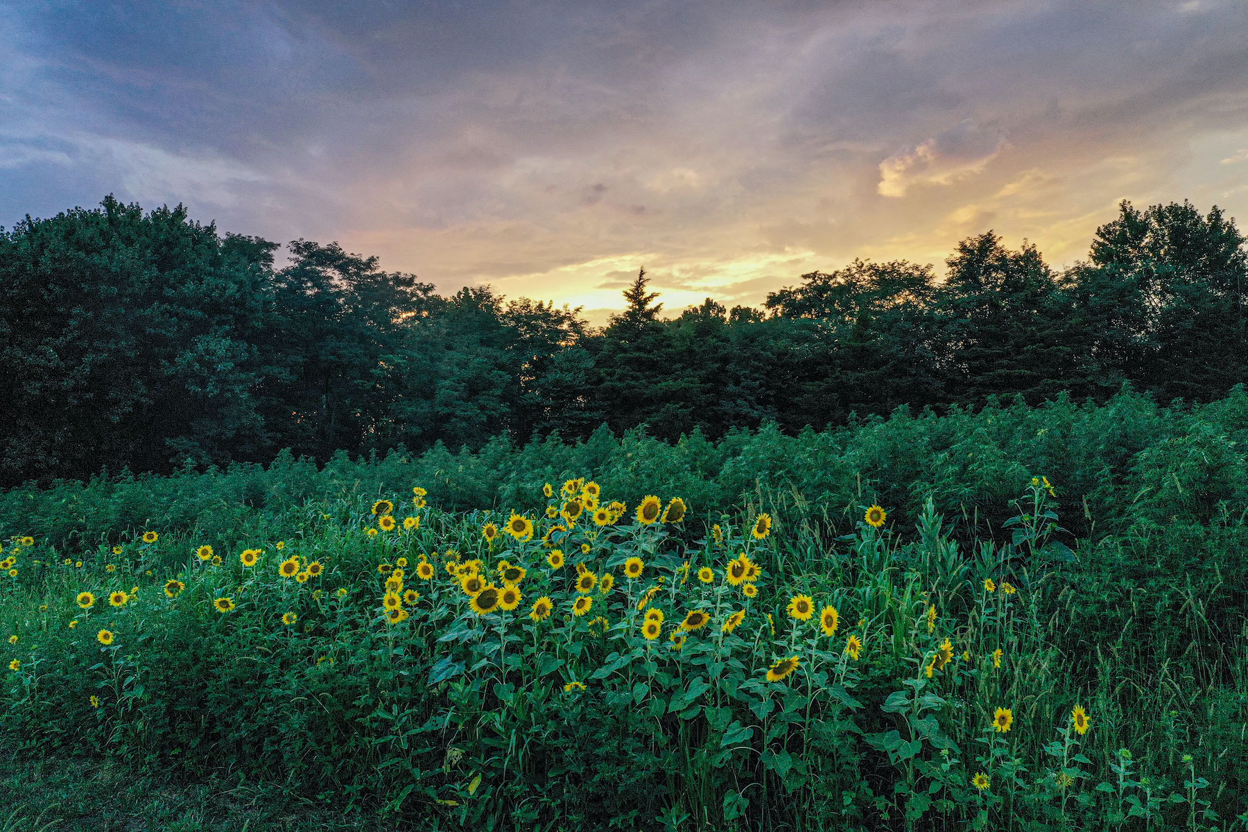 sunflower1
