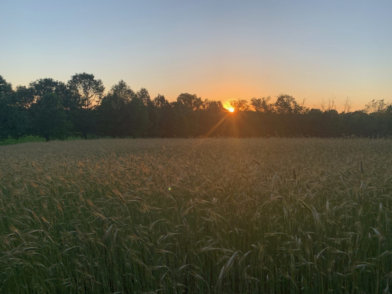 rye_sunrset