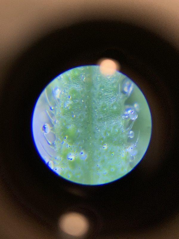 hemp_tricombs